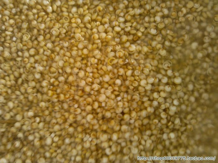种2013年最新有机藜麦品味胜进口新品藜米真