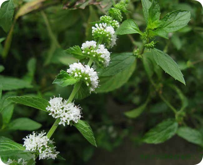 批发采购植物香料-水溶桉叶薄荷油 纯天然绝非