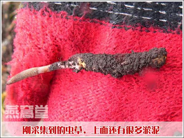 刚采集出土的虫草