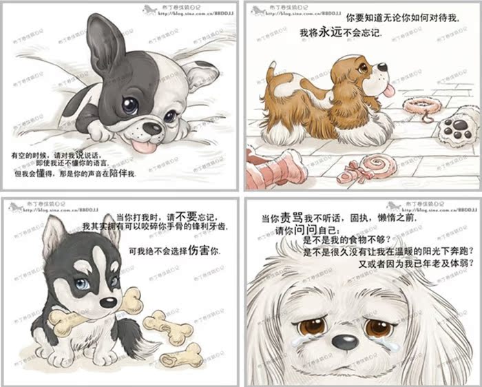 顽皮家族 出售纯种比熊幼犬 纯白色法国比熊犬