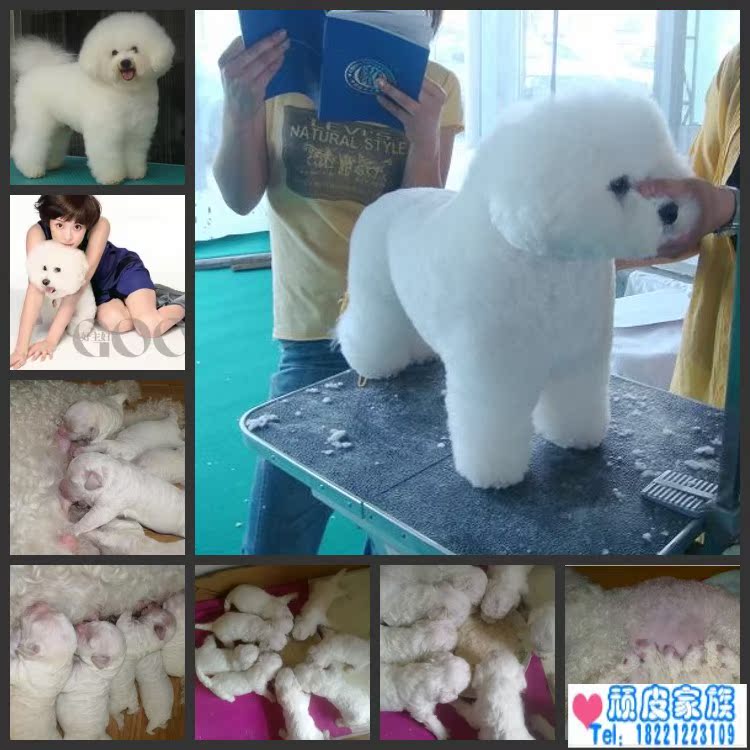 顽皮家族 出售纯种比熊幼犬 纯白色法国比熊犬