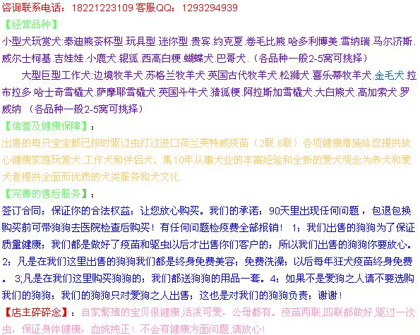 顽皮家族 出售纯种比熊幼犬 纯白色法国比熊犬