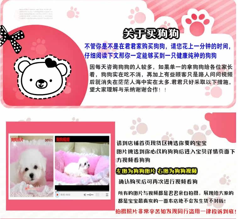 纯种大白熊名犬 首选东豪名犬基地！！！