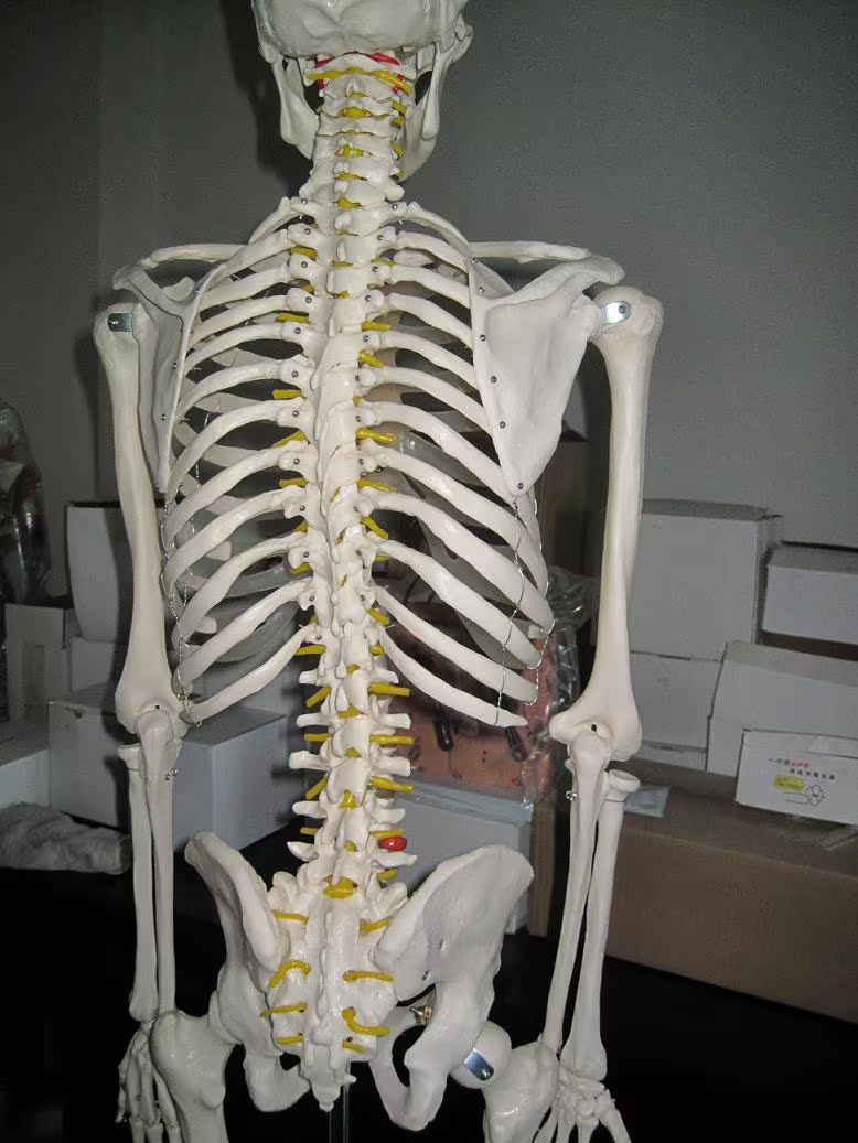 医用人体骨骼模型170cm 人体骨架模型 医学人体骨骼教学模型图片_23