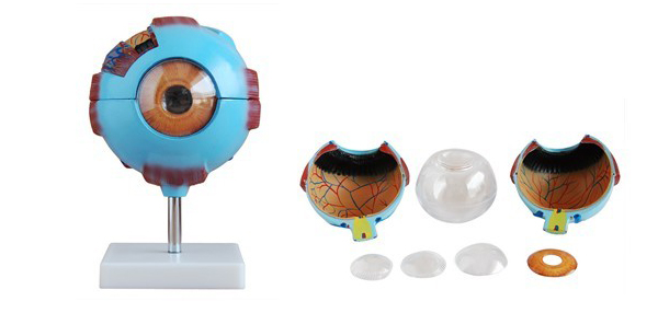 眼球解剖放大模型人体眼球模型教学模型