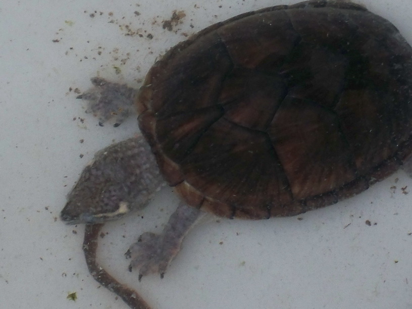 麝香龟 <wbr>168元/只,背长10CM左右