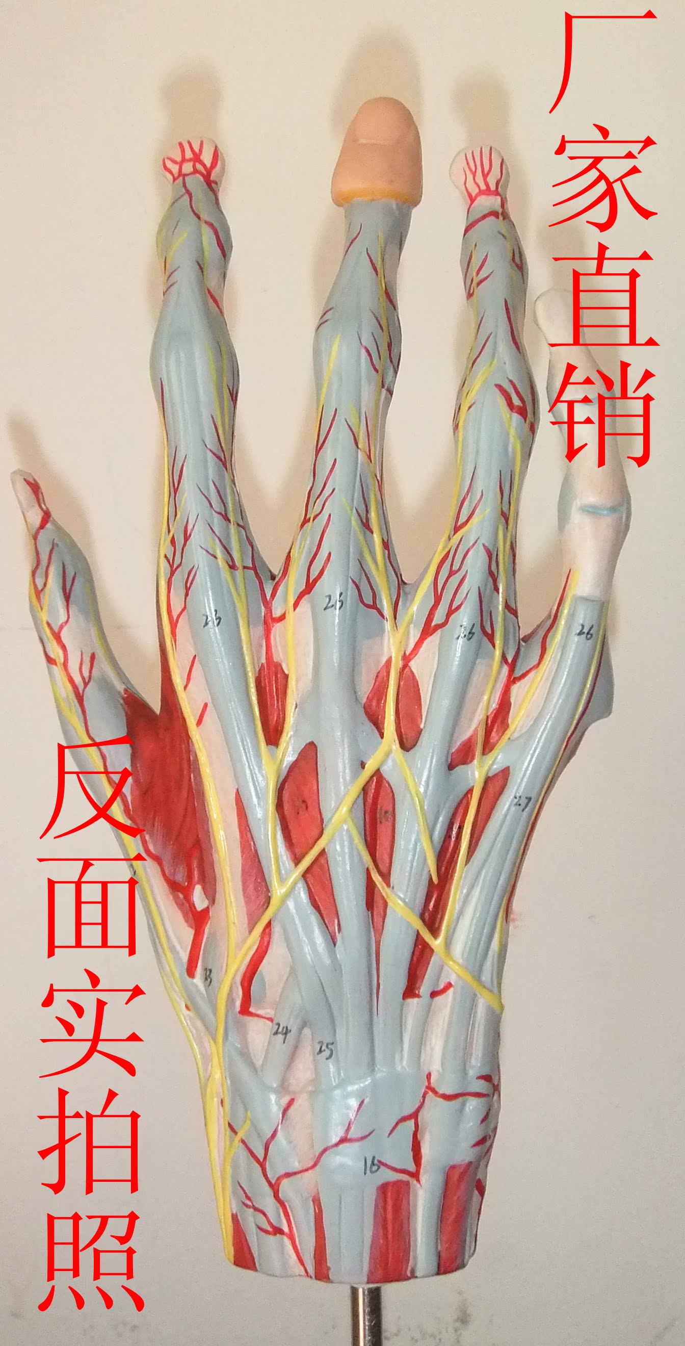 【手掌解剖模型手解剖附神经血管模型】