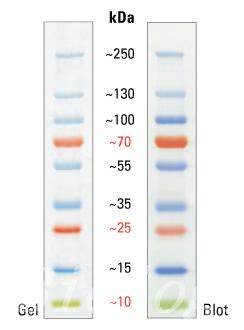 fermentas预染蛋白marker 10-250kd