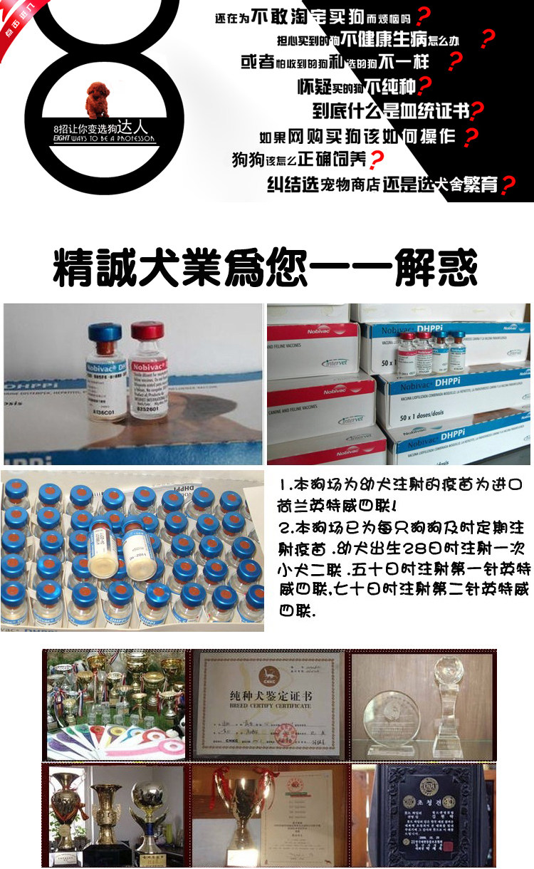 纯种的花头古代牧羊犬-古牧,可爱听话皇冠信誉