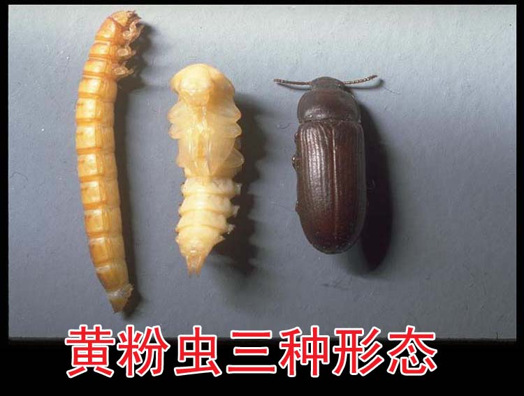 面包虫黄粉虫活体 龙猫仓鼠粮食龙鱼蝎子鸟类饲料活虫-动物性饲料价格及生产销售厂家-达圣元生物科技有限公司 - 农业品商贸网