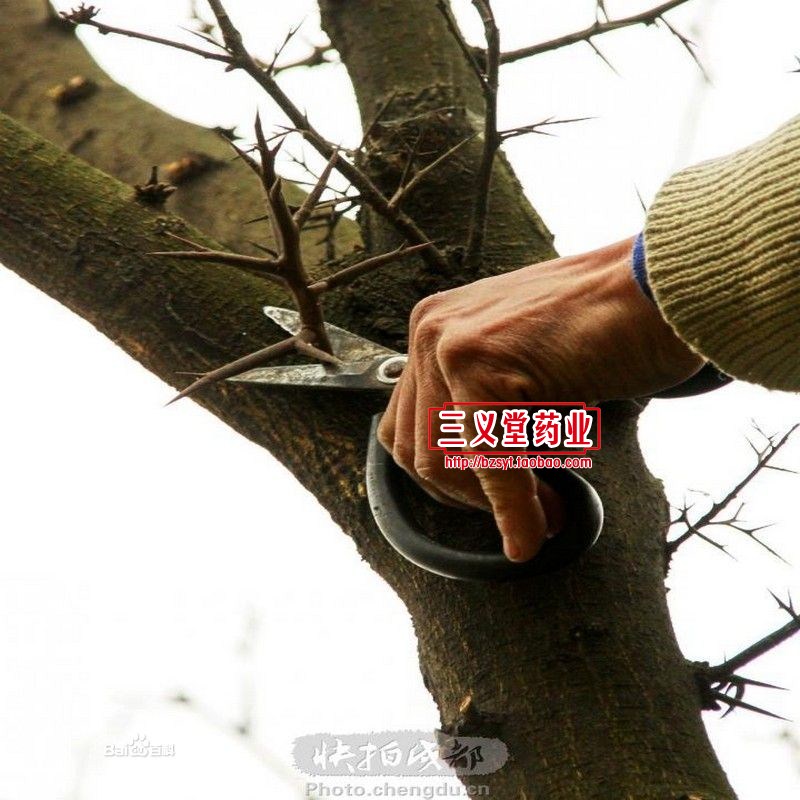 【天丁 中药材 100%野生绝对干 又名:皂荚刺,皂刺,皂角针,皂针】价格,厂家,图片,植物提取物,安徽三义堂中药饮片有限公司-马可波罗网