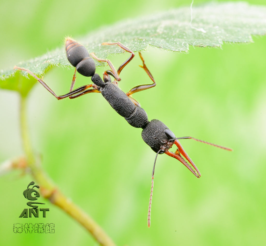 猎镰猛蚁 (harpegnathos venator)的蚁后 猎镰猛蚁 (harpegnathos