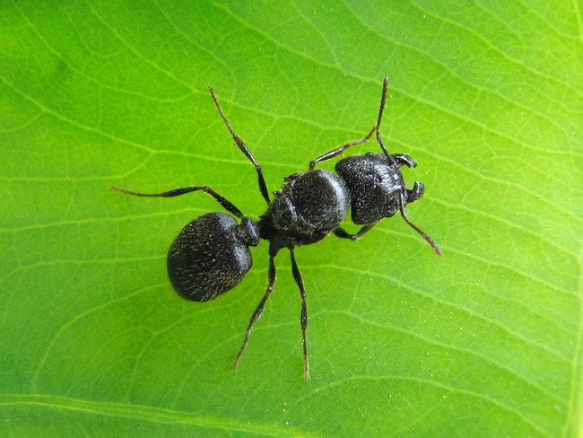 宠物蚂蚁‖史氏大头蚁(pheidole smythiesii)‖1后 500多工兵蚁