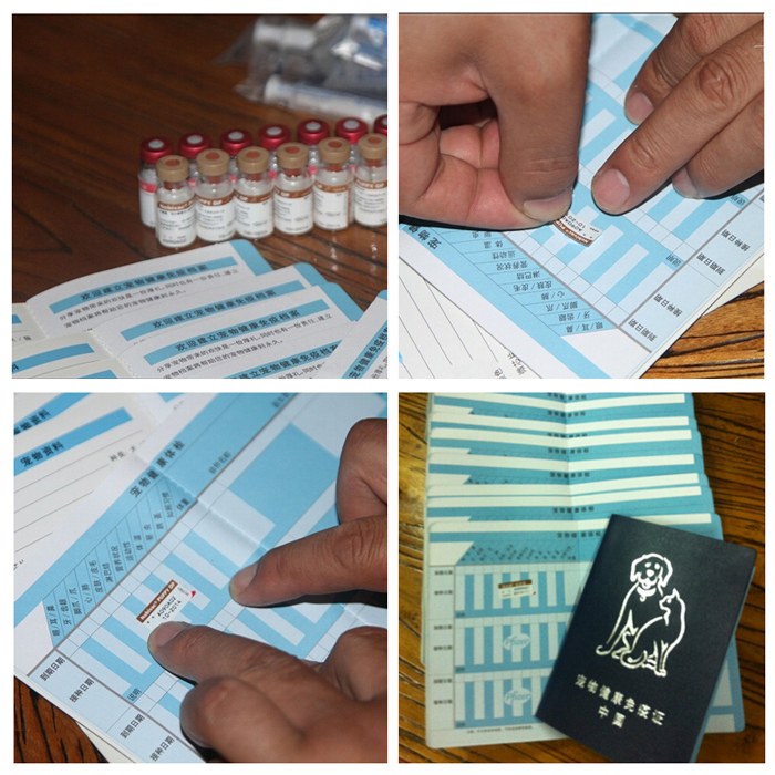 只做杭州最好吉娃娃、杭州魅力犬业