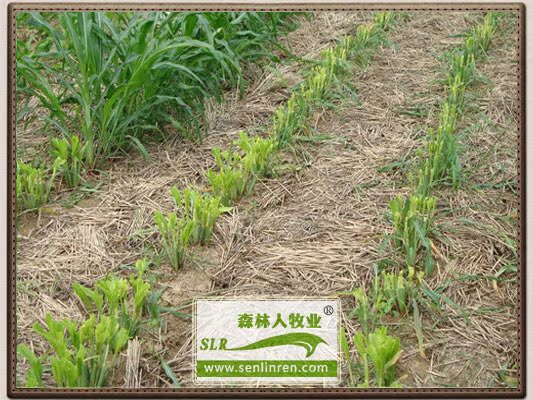 正宗墨西哥玉米草种子 一年生牧草种 优12 江西