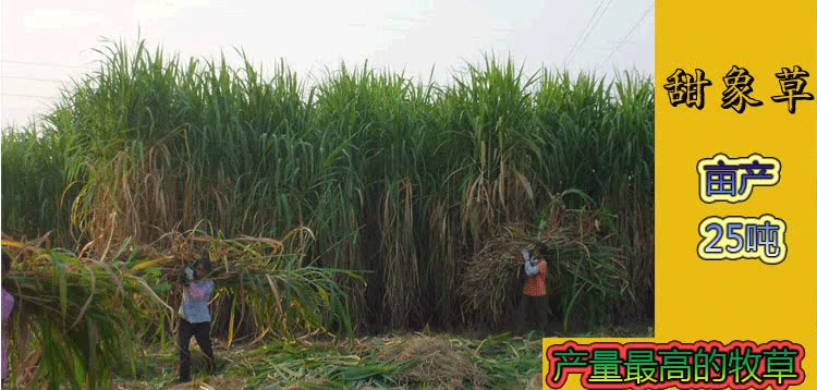 正宗墨西哥玉米草种子 一年生牧草种 优12 江西