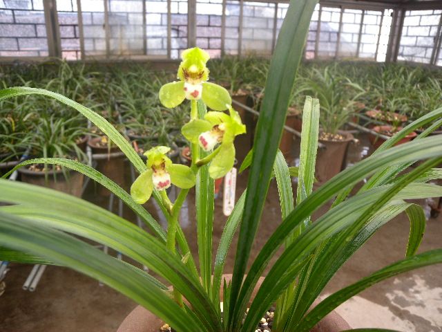 兰花---春剑 - 风轻云淡 - 风轻云淡