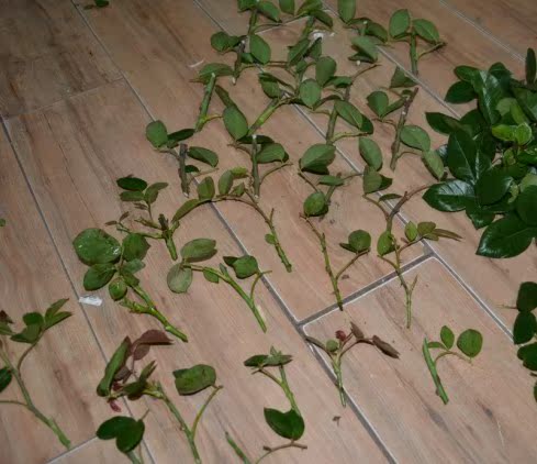 月季扦插繁殖图解_瓶瓶