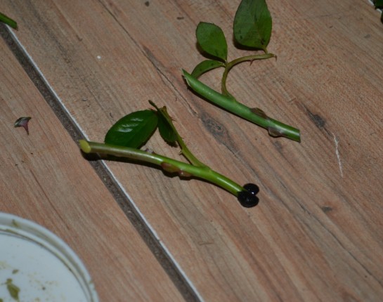 月季扦插繁殖图解