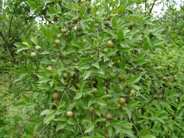 果树-细枝油茶 油茶树苗 果树果苗 <em>茶油</em>树 <em>白</em>花