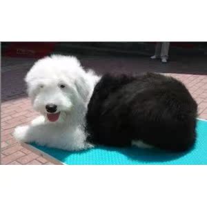  出售憨憨可爱毛茸茸古代牧羊犬幼犬