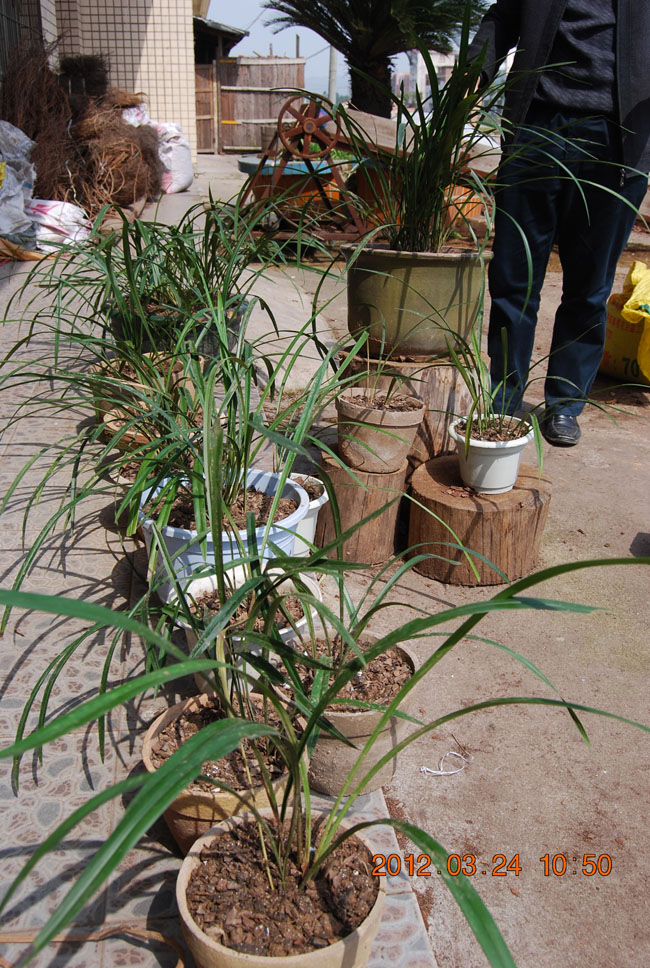 发酵树皮兰花植料蕙兰蝴蝶兰营养土(规格任选