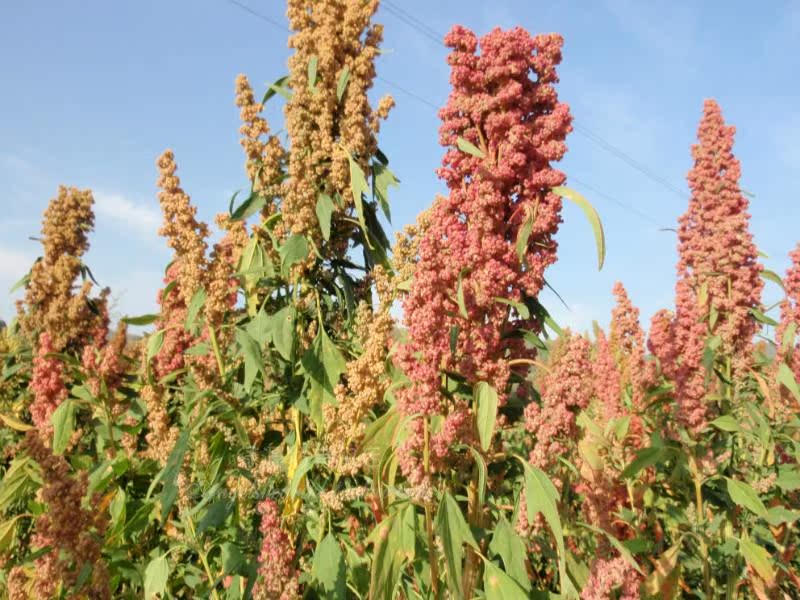 美国进口golden royal有机红藜麦11.34kg产地玻利维亚包邮