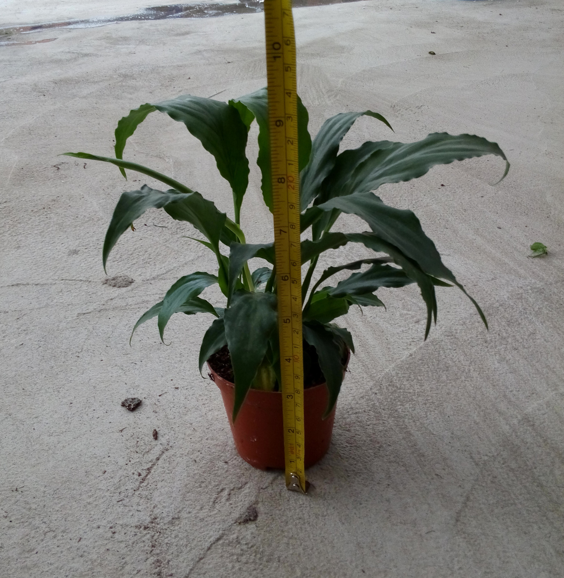 批發(fā)凈化空氣小盆栽 白掌 甜芝（沒花）東星花場直銷圖片_8