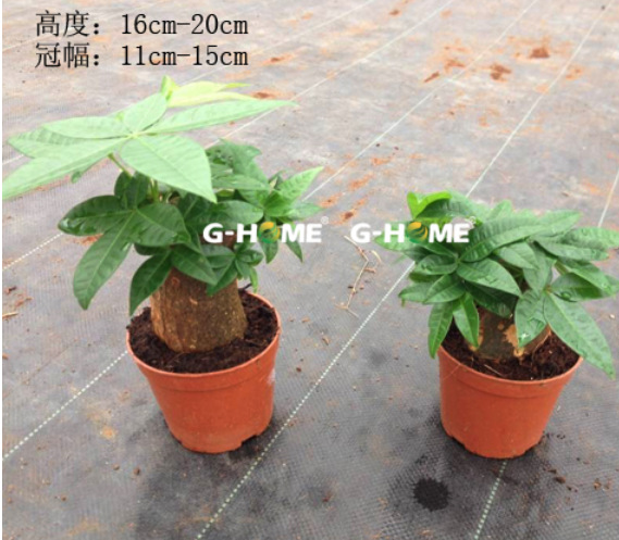 批發(fā)凈化空氣室內(nèi)植物盆栽 （100#B級）發(fā)財樹東星花場直銷圖片_6