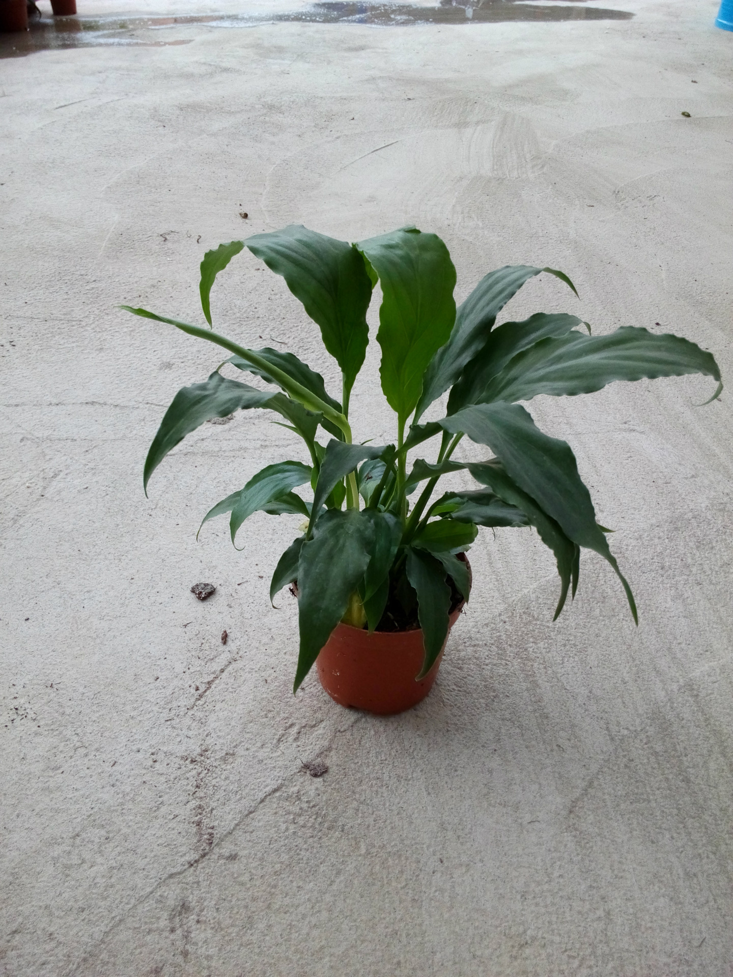 批發(fā)凈化空氣小盆栽 白掌 甜芝（沒花）東星花場直銷圖片_7