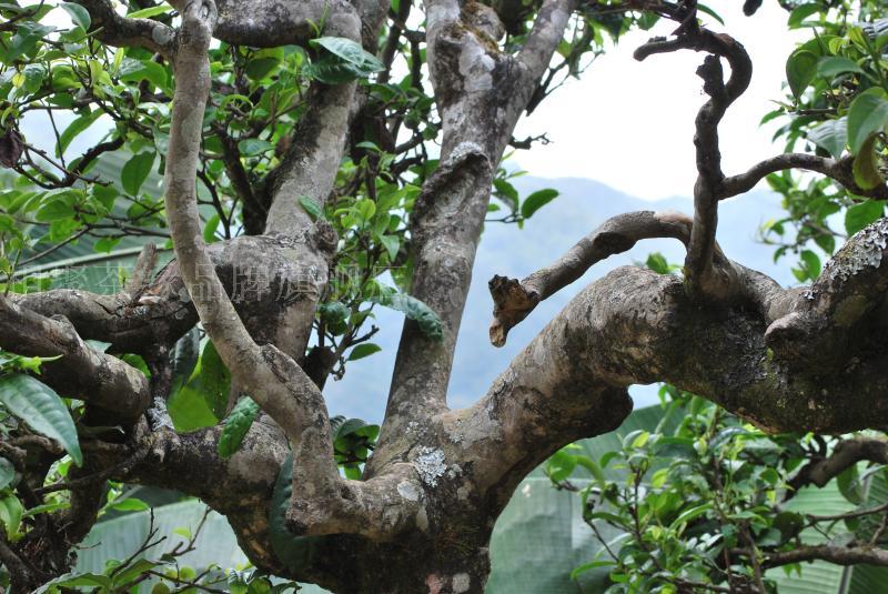 茶叶普洱茶 生茶 新茶特级正品2012春茶冰岛老