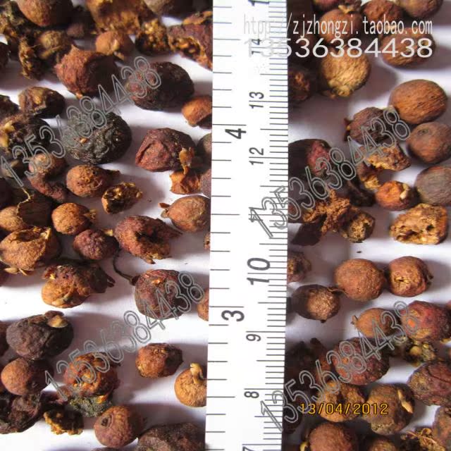 细叶榕 小叶榕 种子 榕树 ficus microcarpa 批发苗木种子