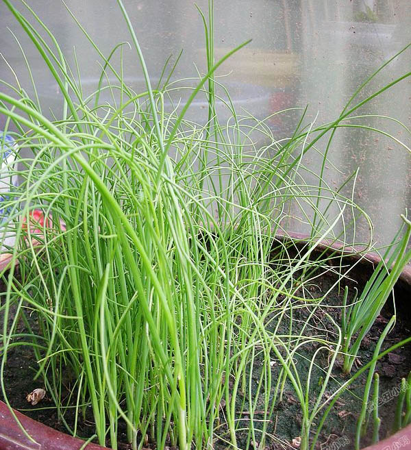 【四季小香葱种子 蔬菜种子 盆栽 阳台菜籽葱种