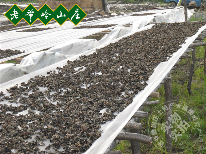 东北黑木耳 椴木耳 野生小黑木耳 秋木耳 碗耳 老鼠耳 2件包邮