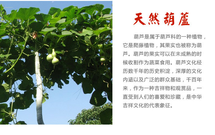 Highest good is like water natural gourd pendant Medallion opening large wine gourd Feng Shui lucky zhenzhai decoration 0020