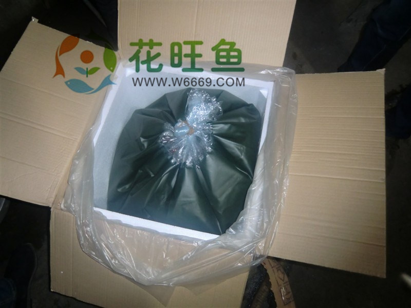 渔场直销纯种日本锦鲤白写丹顶锦鲤水族观赏鱼品种齐全国批发包活