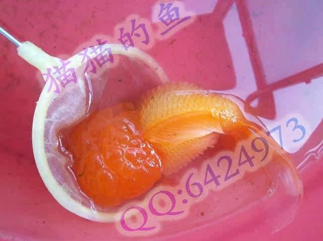 观赏鱼(<em>金鱼</em>、锦鲤)常见病免费咨询,对症配药/