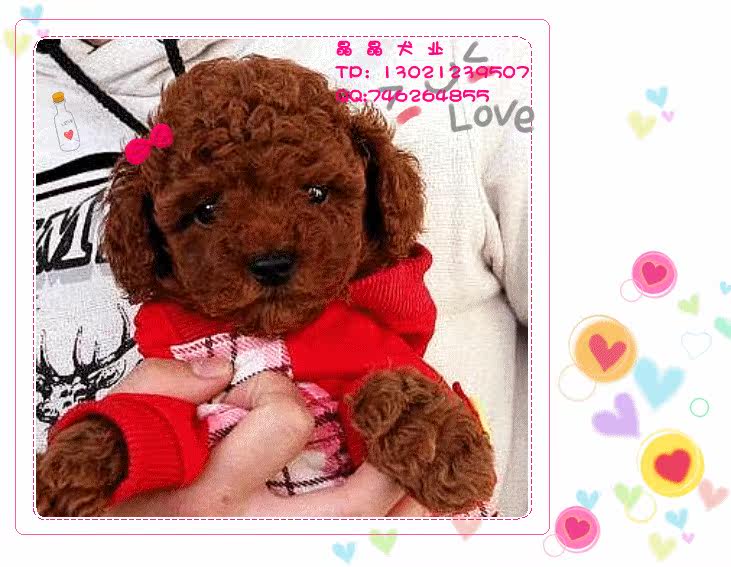 ▆█自家出售红贵宾/泰迪幼犬，不纯赔十万！ █▆