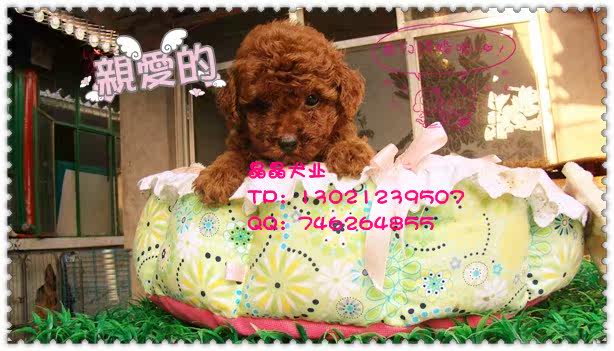 ▆█北京巧克力泰迪/贵宾犬，泰迪幼犬，自家繁殖包健康 █▆