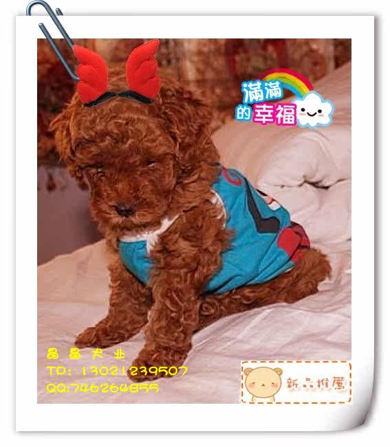 ▆█自家出售红贵宾/泰迪幼犬，不纯赔十万！ █▆