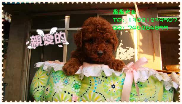 ▆█北京巧克力泰迪/贵宾犬，泰迪幼犬，自家繁殖包健康 █▆