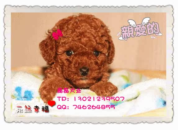 ▆█北京巧克力泰迪/贵宾犬，泰迪幼犬，自家繁殖包健康 █▆