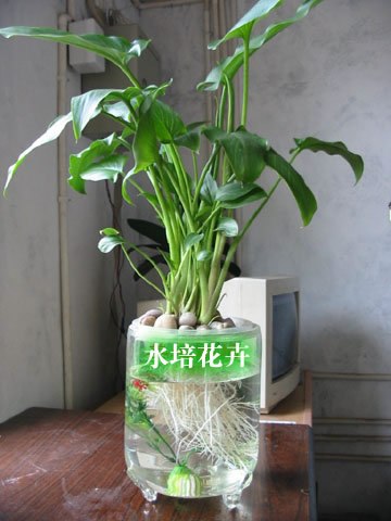 水培植物*水培马蹄莲8元/棵水培花卉可以土种植 kii