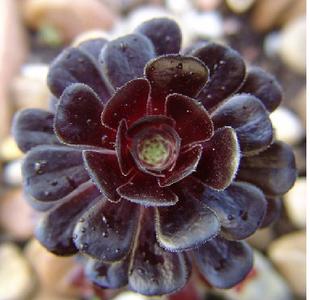 多肉植物盆栽\/黑法师老桩多头 黑魔法师景天科