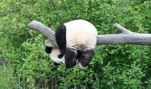 中国版功夫熊猫，超级可爱