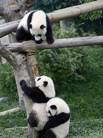 中国版功夫熊猫，超级可爱