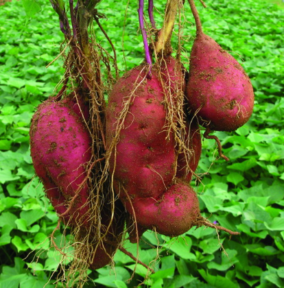 8种促进<em>头发生长的食物</em>,有掉发问题的姐妹吃起