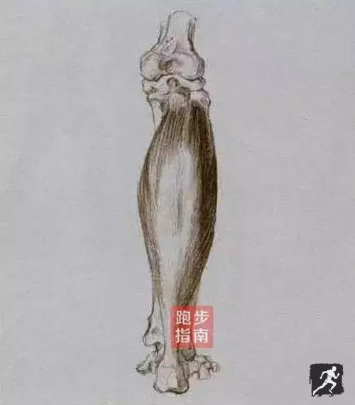 拉伸真的能瘦小腿?不一定!要这样拉才能瘦– 