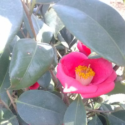 耐冬茶花树苗青岛市花,茶花中唯一大红单瓣精品树种,抗寒茶花