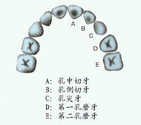 乳中切牙        4颗 5～7岁 乳侧切牙        4颗 8～9岁 第一乳磨牙